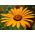 Glandular Cape marigold, Namaqualand daisy, Orange Namaqualand daisy, Dimorphoteca sinuata syn. Dimorphoteca aurantiaca - 450 seemnet - Dimorphotheca aurantiaca - seemned