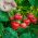 ストロベリートレスカの種子 -  Fragaria ananassa  -  20種子 - Fragaria ×ananassa - シーズ
