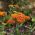 Spoločný rebrík - odrodový mix - 1860 semien - Achillea millefolium - semená