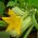 Calabacín - Long White Bush 2 - 14 semillas - Cucurbita pepo
