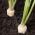 根パセリCukrowa種子 -  Petroselinum crispum  -  4250種子 - シーズ
