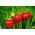 بذور الفراولة تريسكا - Fragaria ananassa - 20 بذور - Fragaria ×ananassa - ابذرة