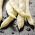Джудже, жълт френски боб "Galopka" - 100 семена - Phaseolus vulgaris L.