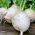 לפתית זרעי כדור שלג - בראסיקה ראפא - 2500 זרעים - Brassica rapa subsp. Rapa