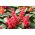 Spilgtā salvija - sarkans - 140 sēklas - Salvia splendens