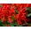 Тропска кадуља - црвена - 140 семена - Salvia splendens