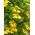 Thunbergia alata - 17 semillas - amarillo