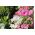 Malva anual - selección de variedades; malva rosa, malva real, malva real - 150 semillas - Lavatera trimestris