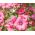 Årligt mallow - sortiment rosa mallow, royal mallow, regal mallow - 150 frön - Lavatera trimestris