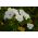 Årlig mallow - utvalg utvalg; rose mallow, royal mallow, regal mallow - 150 frø - Lavatera trimestris