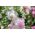 الملوخية السنوية - اختيار متنوعة. روز الملوخية ، الملوخية الملكية ، الملوخية ملكي - 150 بذور - Lavatera trimestris - ابذرة