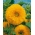Декоративний високий соняшник "Sungold Tall" - 80 насінин - Helianthus annuus - насіння