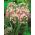 Alho-rosado - pacote de 20 peças -  Allium Roseum