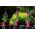 Rund blomkruka - Violett - 10 cm - Fuchsia - 