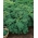 Kale "Onbaşı" - koyu yeşil ile büyüyen düşük, parlaklık yaprakları - 300 tohum - Brassica oleracea convar. acephala var. Sabellica - tohumlar