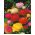 Marimoña - Tomer - paquete de 10 piezas - Ranunculus asiaticus