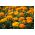 フランスのマリーゴールド「プチオレンジ」 -  350種子 - Tagetes patula L. - シーズ