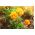 法国万寿菊“小橙” -  350粒种子 - Tagetes patula L. - 種子