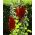 Malvarosa comune rossa - 50 semi - Althaea rosea