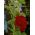 Punainen Yleinen hollyhock - 50 siementä - Althaea rosea - siemenet