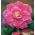 Begonia x tuberhybrida - Camellia - paquete de 2 piezas