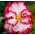 Begonia x tuberhybrida - Marginata White - pakket van 2 stuks