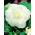 海棠大花双白 -  2个洋葱 - Begonia ×tuberhybrida 