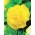 बेगोनिया बड़े फूल वाले डबल पीले - 2 बल्ब - 