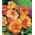 Begonia x tuberhybrida - Picotee - csomag 2 darab