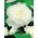 Бегония Fimbriata - белый - пакет из 2 штук - Begonia Fimbriata