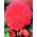 Begonia Fimbriata, Gefranste Begonie, Schiefblatt Pink - 2 Zwiebeln