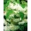 Begonia ×tuberhybrida pendula - hvit - pakke med 2 stk