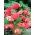 Begonia ×tuberhybrida pendula - sārts - 2 gab. Iepakojums
