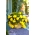 Begonia ×tuberhybrida pendula - jaune - paquet de 2 pièces