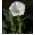 Труба белого дьявола; Метель - 28 семян - Datura fastuosa - семена