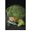 Броколи "Леонора" - 300 семена - Brassica oleracea L. var. italica Plenck