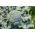 西兰花“利奥诺拉” -  300粒种子 - Brassica oleracea L. var. italica Plenck - 種子