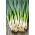 Седмогодишњи лук "Вита" - чак 4 године на једном мјесту! - 500 семенки - Allium fistulosum 