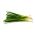 7 년짜리 양파 "Wita"- 한 사이트에서 4 년 간! - 500 종자 - Allium fistulosum  - 씨앗