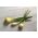 پیاز زمستانی "Hiberna" - برای لامپ ها و چیپس - 500 دانه - Allium cepa L.