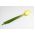 Zimná cibuľa "Hiberna" - pre cibule a pažítku - 500 semien - Allium cepa L. - semená