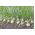 البصل الشتوي "Hiberna" - للبصلة والثوم المعمر - 500 بذرة - Allium cepa L. - ابذرة