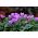 Cyclamen hederifolium (neapolitanum), Efeublättriges Alpenveilchen, Herbst-Alpenveilchen, Neapolitanisches Alpenveilchen, Neapolitaner Erdscheibe