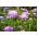 Scabiosa, poduškový kvet - farebný mix - 110 semien - Scabiosa atropurpurea - semená