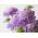 Scabiosa, pinc Muff hoa - phối màu - 110 hạt - Scabiosa atropurpurea