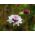 Scabiosa, pinc Muff hoa - phối màu - 110 hạt - Scabiosa atropurpurea