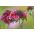 Scabiosa, speldenkussen bloem - kleurenmix - 110 zaden - Scabiosa atropurpurea