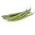 Fazuľa zelená, fazuľa "Malwina" - Phaseolus vulgaris L. - semená