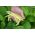 الفاصوليا الخضراء الصفراء "Erla" - Phaseolus vulgaris L. - ابذرة