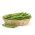 Yeşil fasulye "Syrenka" - Phaseolus vulgaris L. - tohumlar